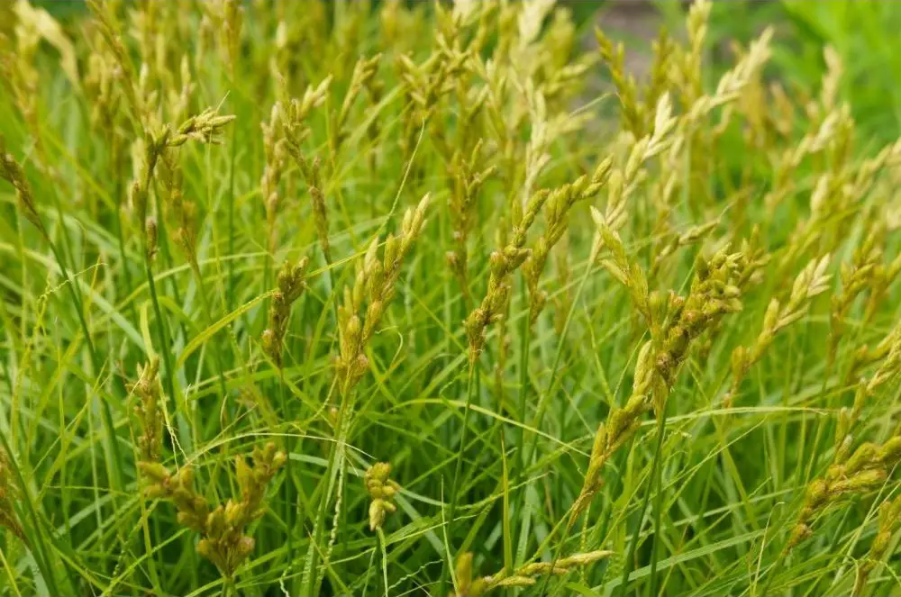 Tawny Sedge grass