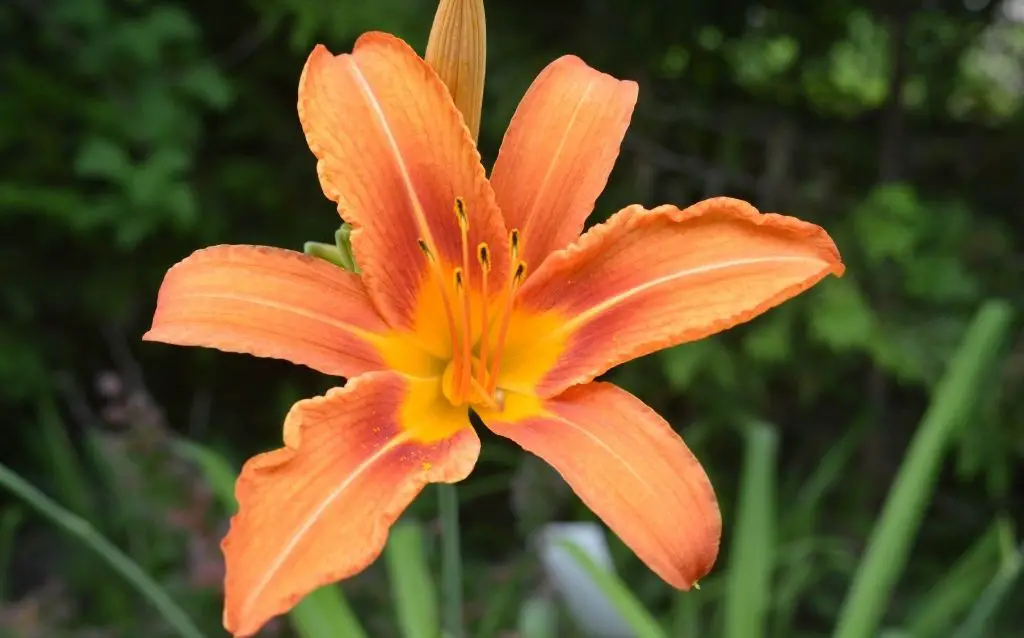 Orange variation Tiger Lily