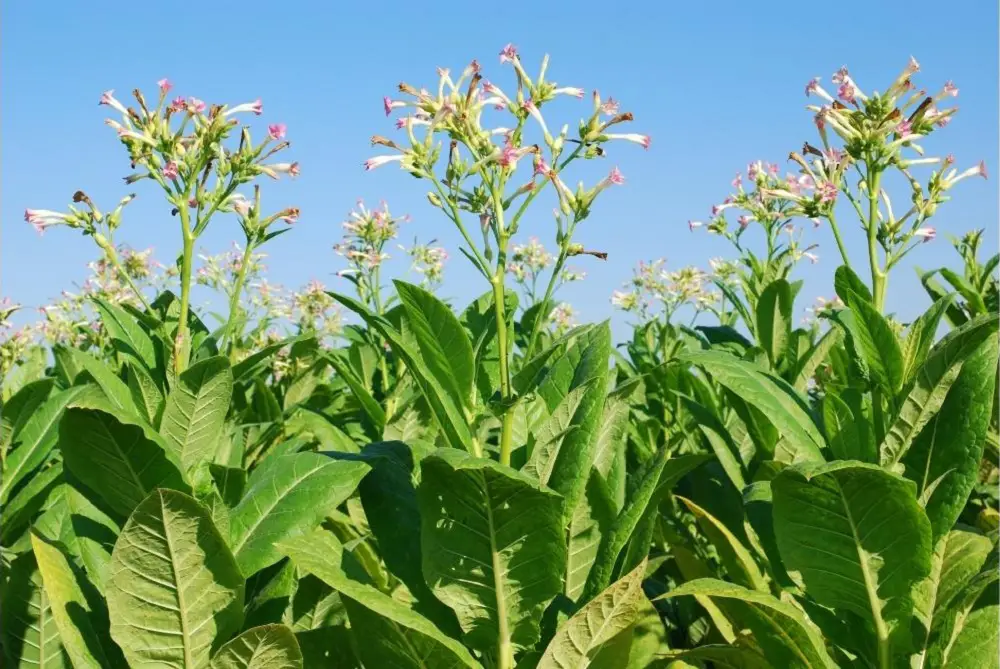 Tobacco Plant flower