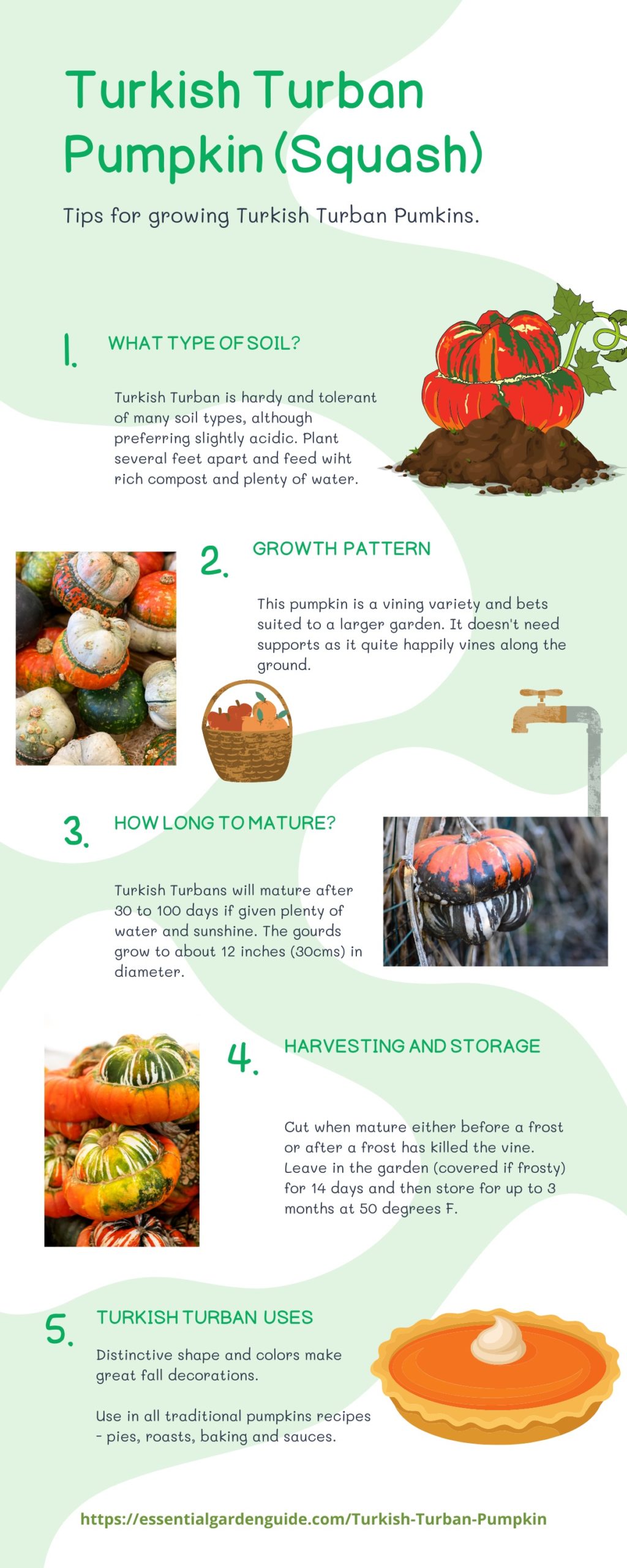 Inforgraphic - how to grow Turk's turban pumpkin