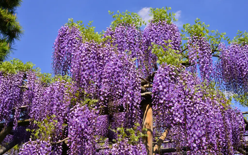 Types of Purple plant - Wisteria
