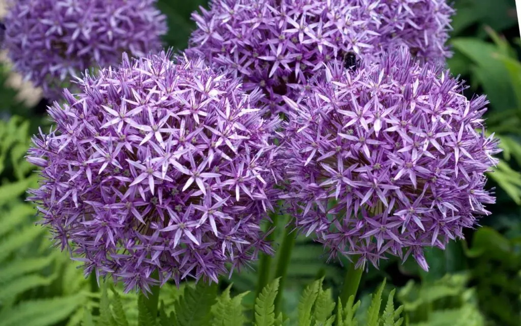 Types of purple plant - Allium