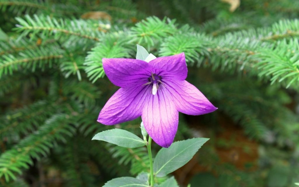 Types of purple plant - Balloon Flower