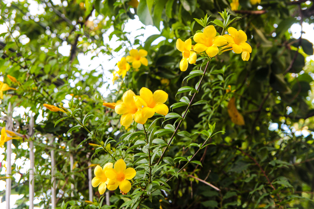 Yellow Bell flower