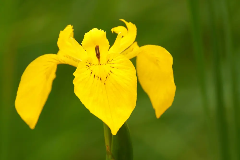 Types of Yellow iris