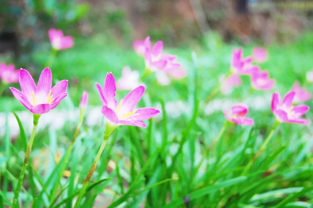 Is Zephyranthes poisonous?