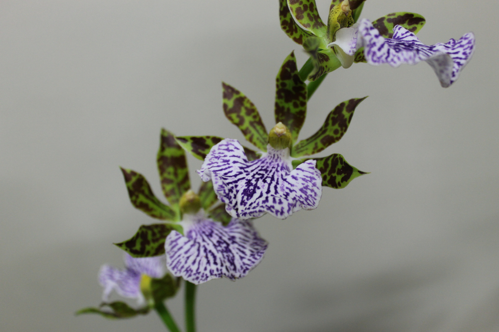 Zygopetalum fragrance - Orchids