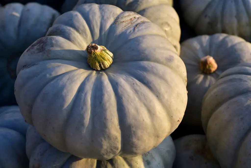 Type of pumpkins - Crown Price Pumpkin