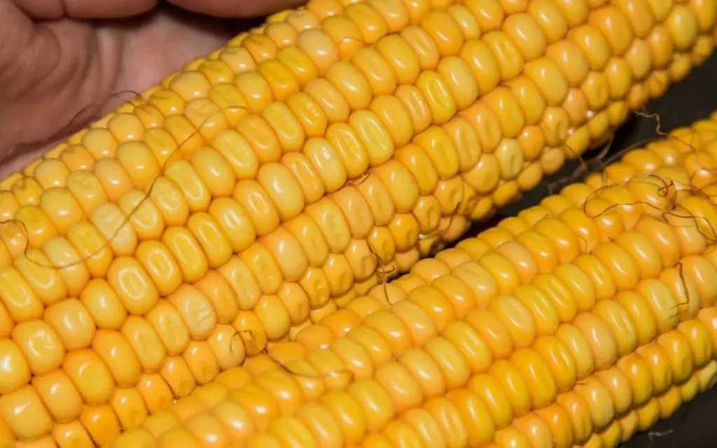 10 Types of corn plant