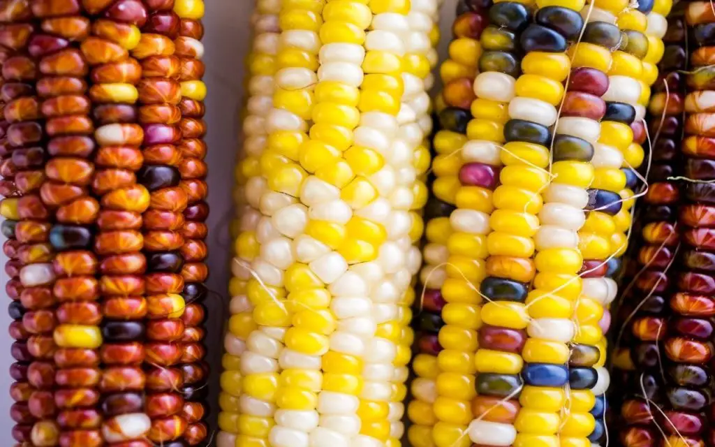 Types of Corn Crop