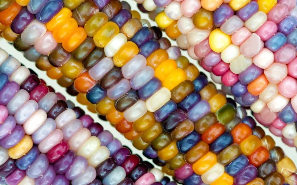 Types of Corn Plant