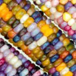 10 Types of Corn Plants