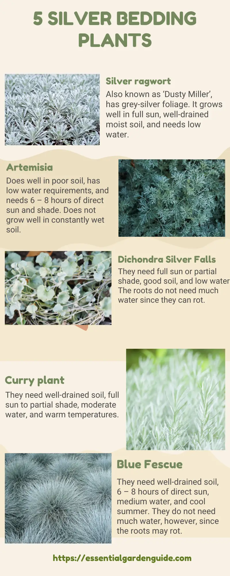 5 Silver Bedding Plants