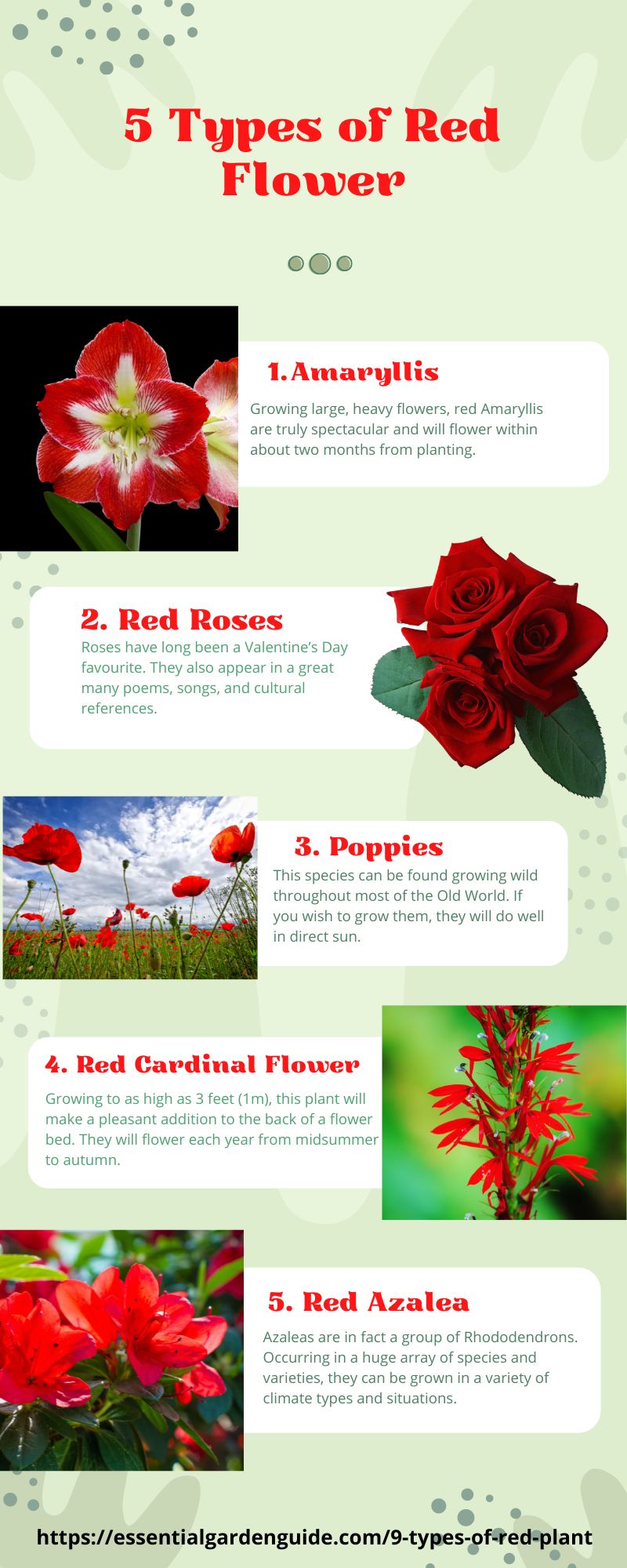 5 Types of Red Flower