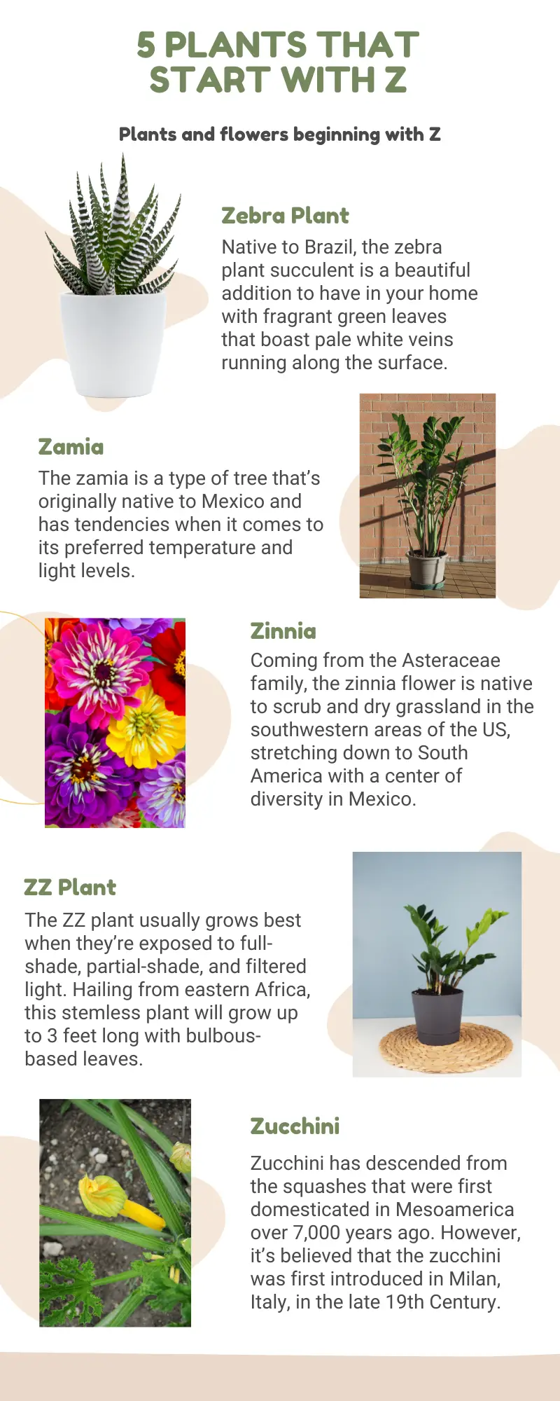 Which plants and flowers start with Z?