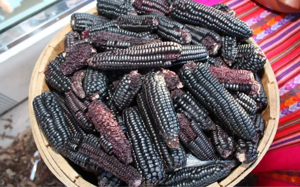 Native American Corn varieties