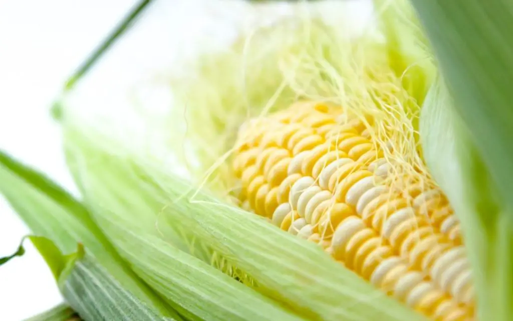 10 Types of Corn Plant