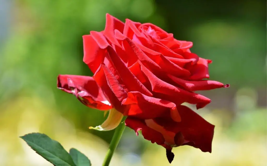popular red flowers