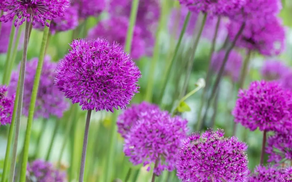 Alliums flowers beginning with letter A