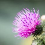 Are Thistle Flowers Poisonous?