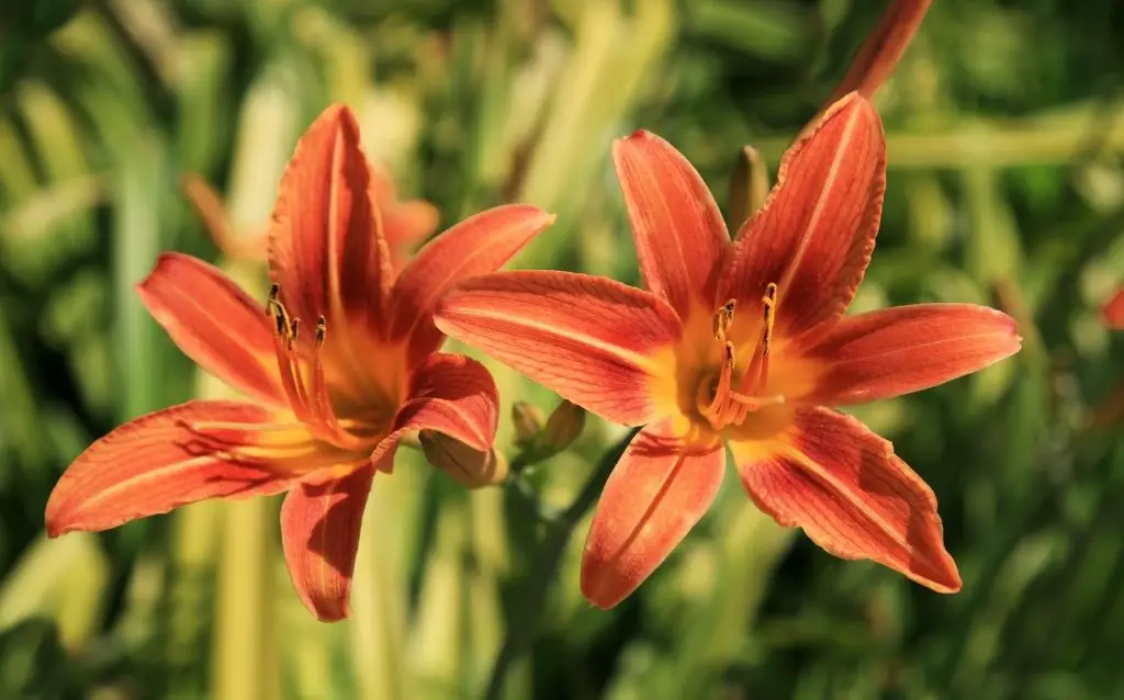 Daylilies bloom for just one day