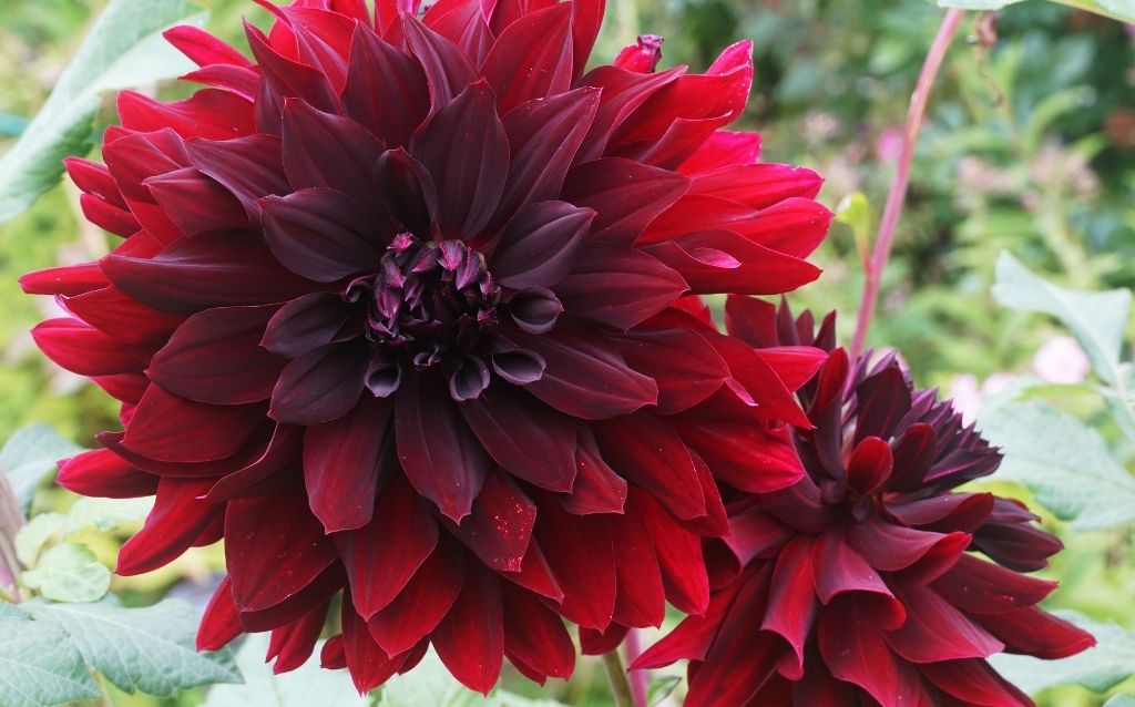 Attract elegance and wealth with Burgundy Dahlia flowers