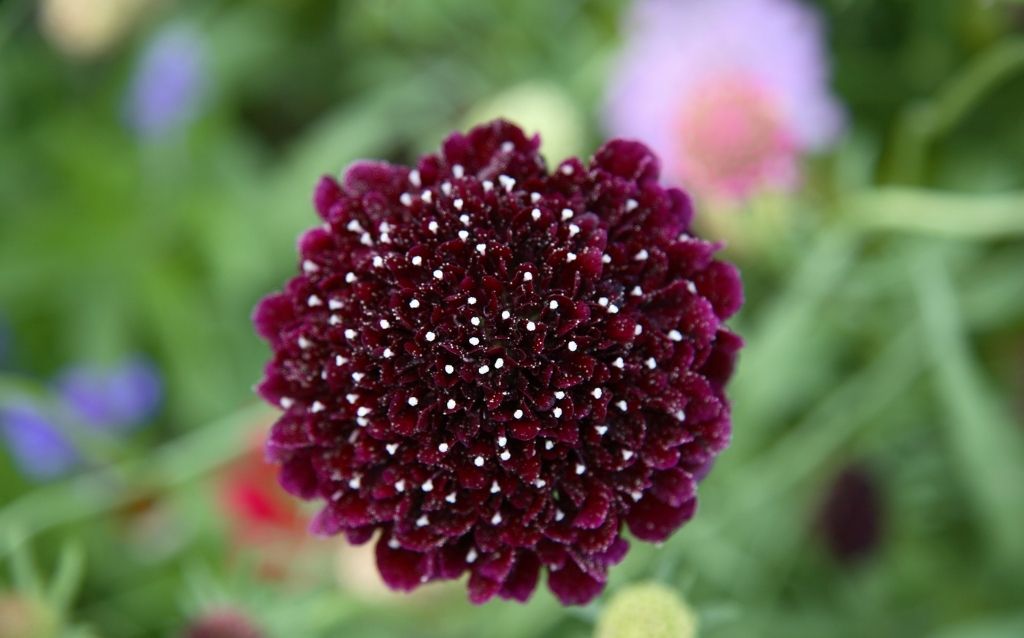 Scabiosa - burgundy blooms for love and peace