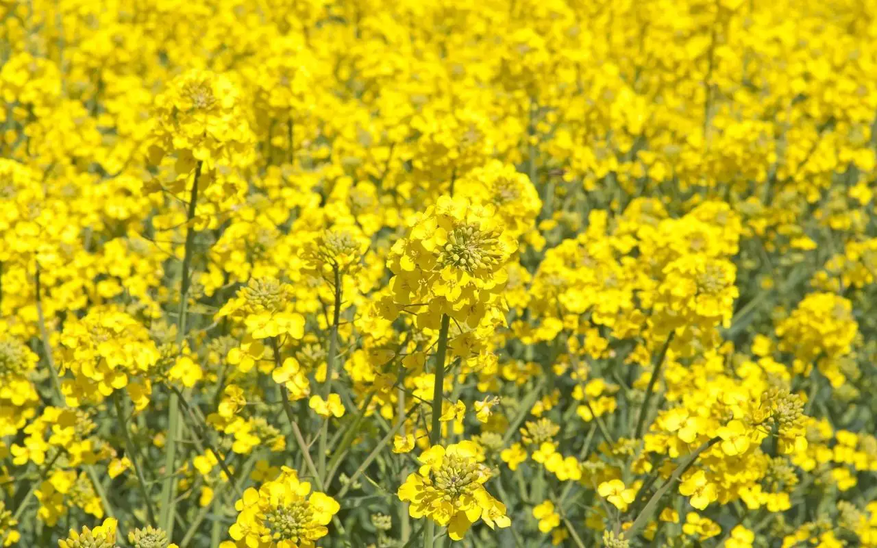 Canola Yellow flowers in farmer's fields