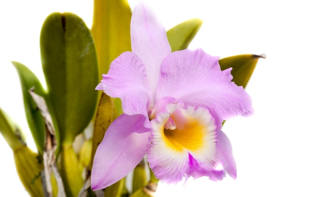 Cattleya Orchid meaning