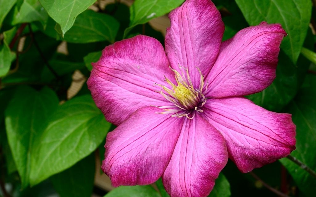 Clematis flowers have a violet outer with yellow center stamens
