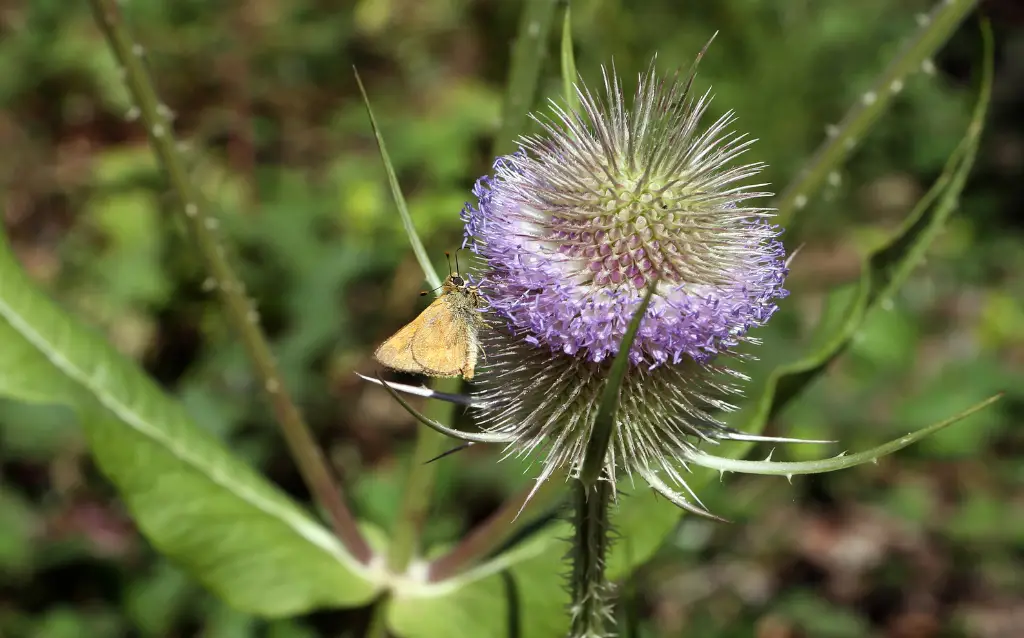 What is teasel flower meaning?