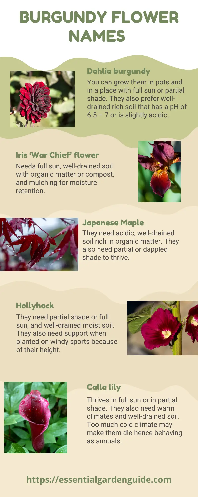 Names and pictures of 5 common burgundy flowers