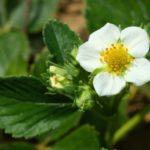 Do All Strawberry Flowers Turn into Strawberries?