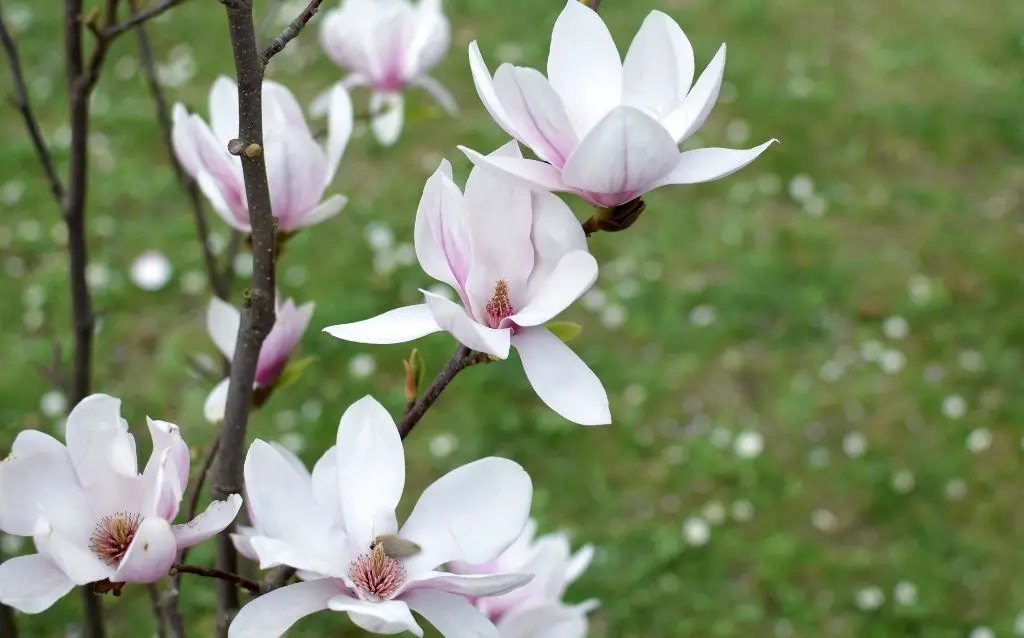 How long do magnolia blooms last? Magnolia branches in vase