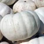 How Do You Grow Valenciano Lumina White Pumpkin?
