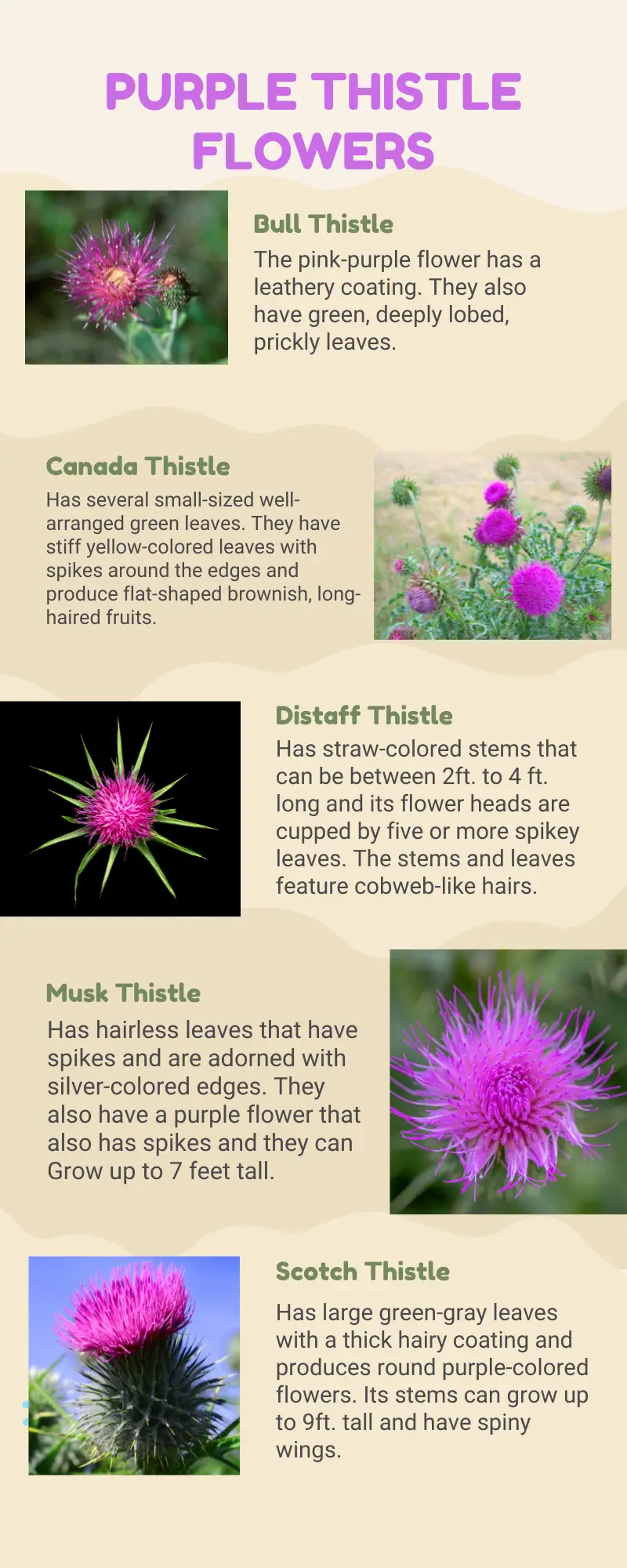 Types of thistle weeds