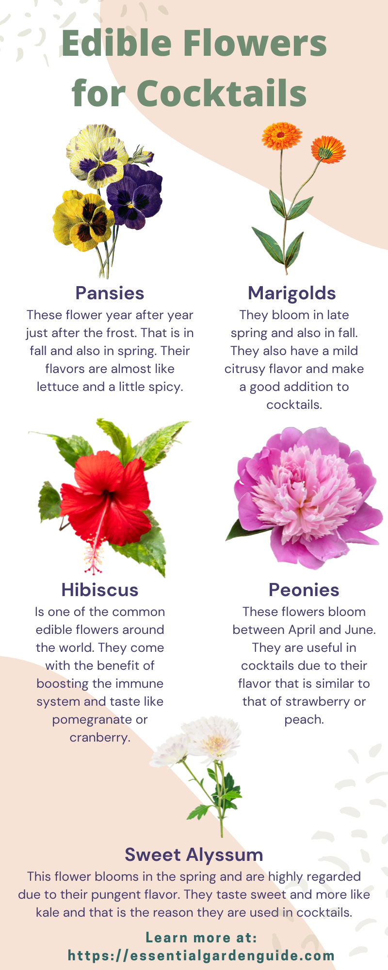 Infographic Edible Flowers for Cocktails