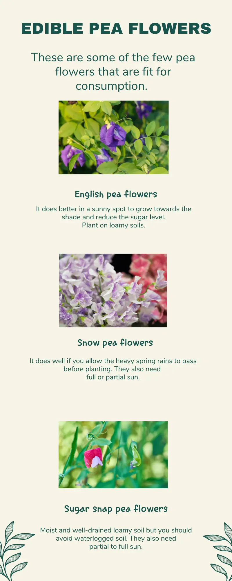Infographic: Edible Pea Flowers