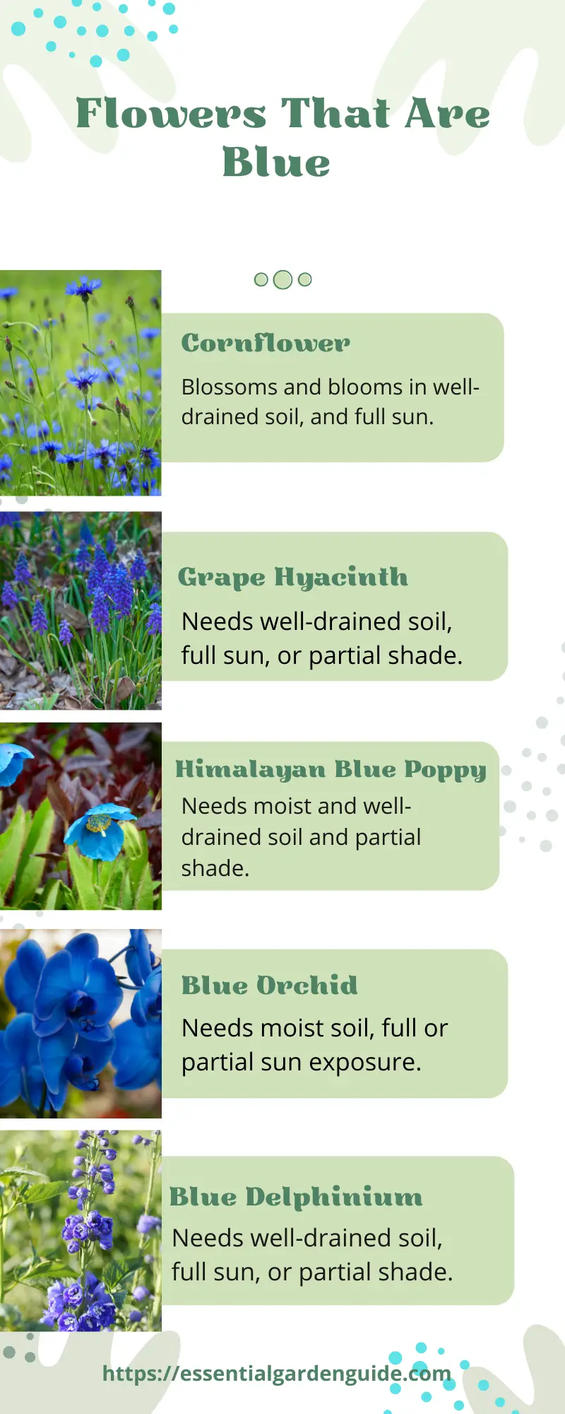Infographic: Flowers That Are Blue