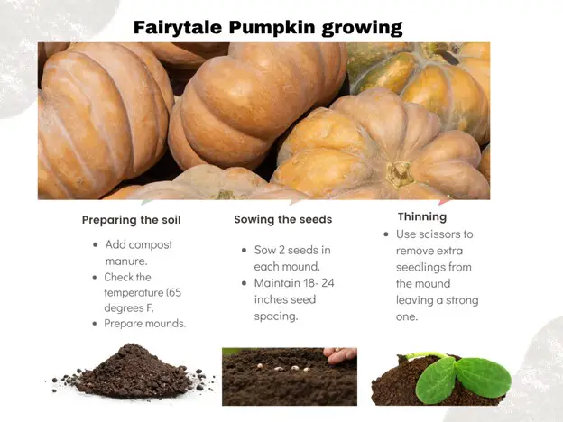 What is a Fairytale Pumpkin?