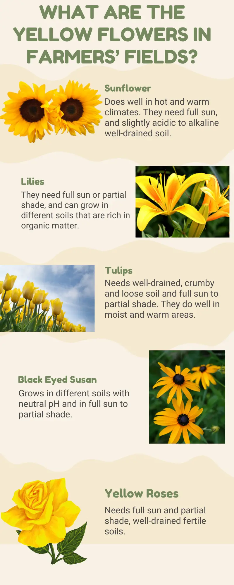 Infographic What Are the Yellow Flowers in Farmers’ Fields