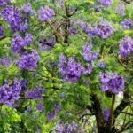 Purple Flowering Tree Names