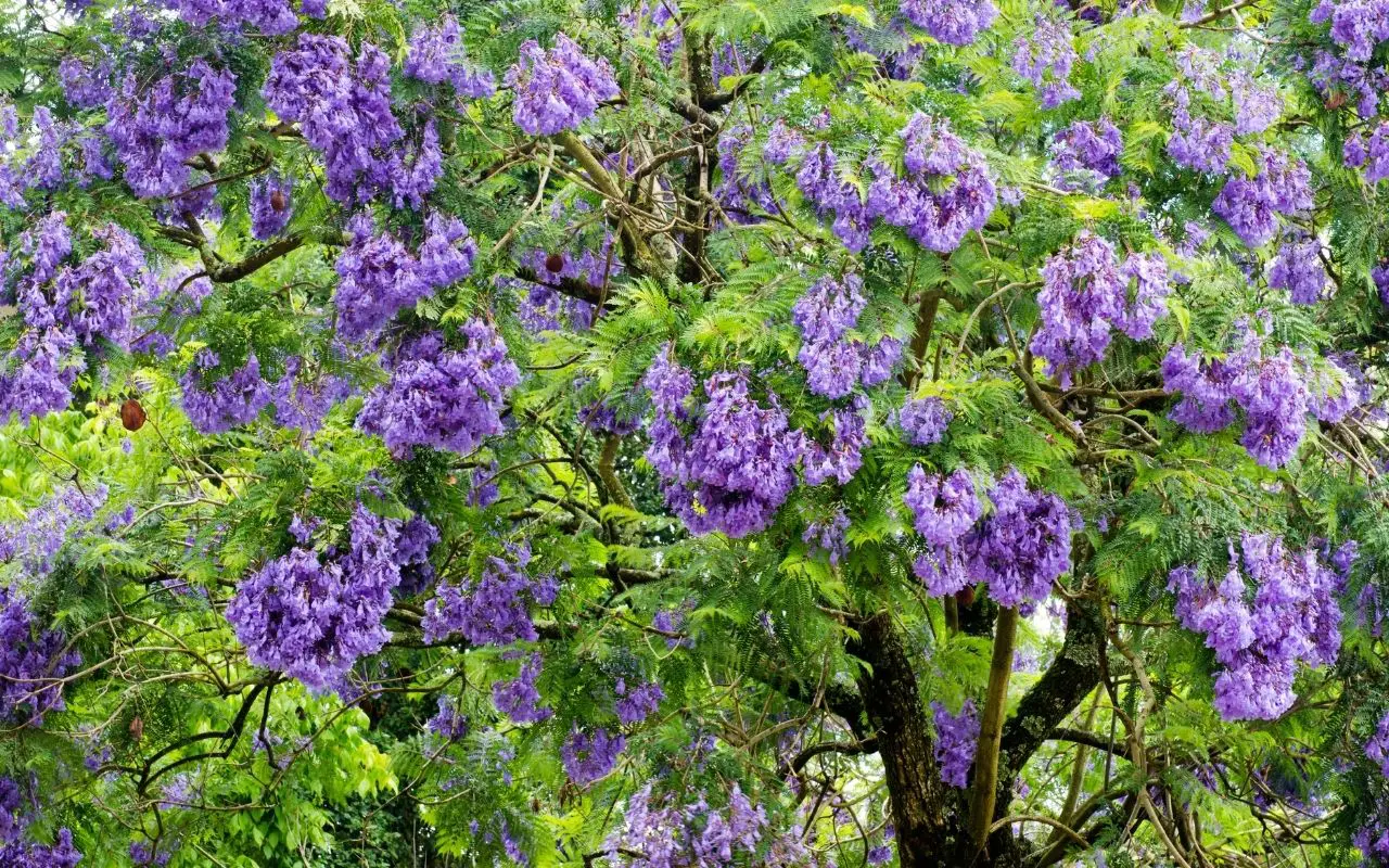 Types of purple tree