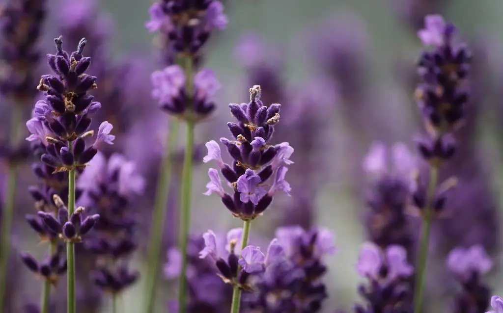 	Purple flowers names - lavender