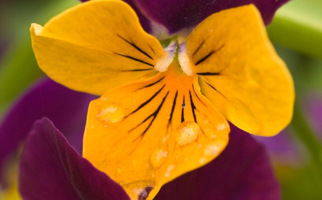 Angel Amber Kiss Pansy has a brown flower