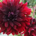 What Flowers Are Burgundy in Color?