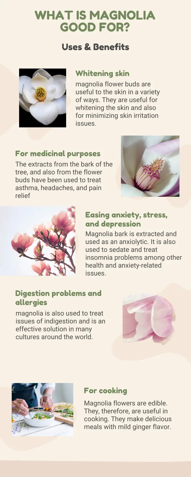 What is Magnolia used for? Medicinal uses