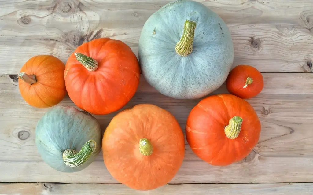 What are the types of blue pumpkin varieties