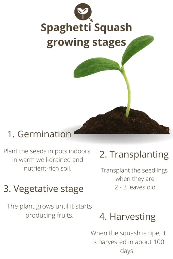 Spaghetti Squash Growing Stages Infographic