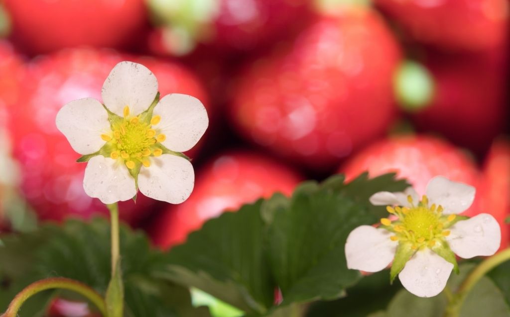 Early strawberry flowers don't turn into strawberries
